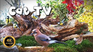 Cat TV for Cats to Watch 🐈  JAY amp TITMICE 🐦‍⬛ 4K [upl. by Everara]