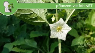 Lampionblume  BlüteBlüten  210418 Physalis alkekengi  essbare Wildpflanzen Bestimmung [upl. by Letsirc843]