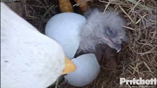 SWFL Eagles  Welcome to the World E9 Official Hatch 123116 [upl. by Ophelia290]