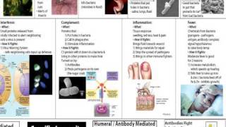 Immune System Part 1 Barriers and Non Specific Defenses [upl. by Kono]