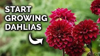 START GROWING DAHLIAS Vlogsforplants dahliaplant dahlia [upl. by Danell]