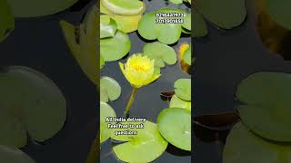 waterlily waterlilycare wholesale price all plants available youtubeshorts landscape plantcare [upl. by Esile]