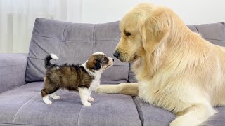 Golden Retriever Meets Tiny Puppy for the First Time [upl. by Micaela]