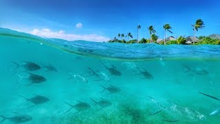 Hurawalhi Maldives Housereef Snorkeling September 2017 [upl. by Westberg]