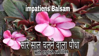 How to care Balsam impatiensbusy Lizzy plant throughout the year perennial flowering plant Hindi [upl. by Gabriello]