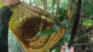 Harvesting wild honey and encountering very aggressive bee hives [upl. by Ellenahs]