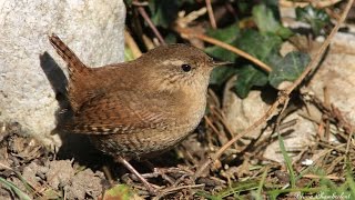 chants et cris du troglodyte mignon HD calls and songs european wren [upl. by Bunch]