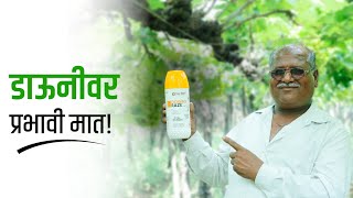 द्राक्षातील डाऊनीवर प्रभावी मात  Effective Control on Downy Mildew of Grapes  Downy Mildew [upl. by Daniala]