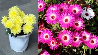 10 BEST Winter Flowering Plants For SMALL POTS [upl. by Assilanna]