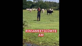 RINSAMALONE BARZ ukartist cows cowsmilk cowsofig [upl. by Norred]