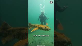 Wobbegong 🦈 Hidden SHARK of the Deep [upl. by Rammaj817]