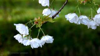 RELAXChopin Nocturne Op9 No2Irish Spring Garden3D FlowersCalm Tranquil Classical Piano Music [upl. by Kendry]