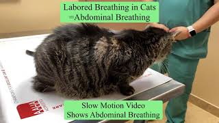 Cat Labored Breathing [upl. by Anele]