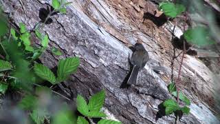 Darkeyed junco preening and tailflashing [upl. by Aleik]