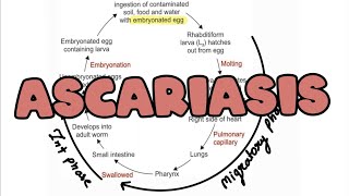 Ascariasis  Morphology  Life cycle  Pathogenesis I clinical manifestation  Lab diagnosis [upl. by Winson943]