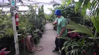 Jungle Music Palm and Cycad Nursery Video 2014 [upl. by Ennahgem]