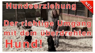 Hundeerziehung amp Hundetraining Übungen amp Tipps  Thema Der souveräne Rudelführer beim Hundetraining [upl. by Aneg]