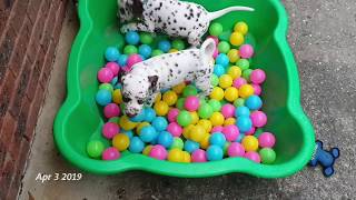 Dalmatian puppies  Birth to 8 weeks [upl. by Cave484]