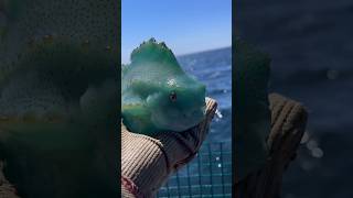 Amazing Lumpfish Can Suction Themselves onto Anything Are they Cute or Ugly 🥺 fish [upl. by Wilkie]