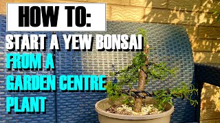 How to grow Bonsai trees indoors successfully [upl. by Deste]