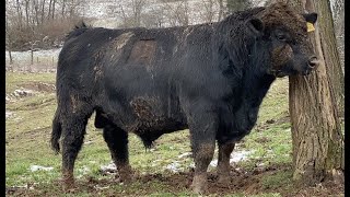 Big Angus bull letting everyone know he is the BOSS [upl. by Toll]