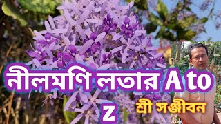 Petrea volubilisNilmoni lata plant care A to zSree Sanjiban [upl. by Dottie815]