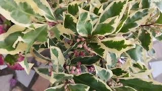 Variegated ardisia plant [upl. by Roehm809]