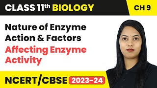 Nature of Enzyme Action amp Factors Affecting Enzyme Activity  Biomolecules  Class 11 Biology Ch 9 [upl. by Novat905]