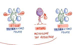 Clotting Risk and MTHFR Gene Mutations [upl. by Ejroj329]