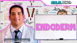 Embryology  Fertilization Cleavage Blastulation [upl. by Richel]