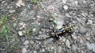 salamandra plamista  Gorczański Park Narodowy 10052014r [upl. by Aninad]