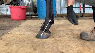 Proper heel length when trimming a horse [upl. by Carol-Jean]