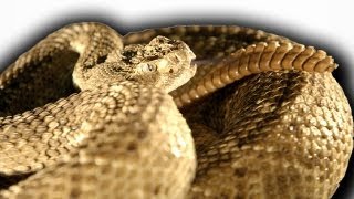 Slow Motion Rattlesnake  Slo Mo  Earth Unplugged [upl. by Icul]