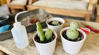 Unboxing rare cactus Trichocereus bridgesii monstrose and Tephrocactus geometricus [upl. by Nilra]