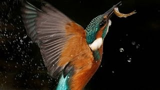 Kingfisher  The Secret Life of the Shannon  RTÉ Goes Wild [upl. by Nocam969]