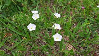 Convolvulus crenatifolius  Correhuela  Flora argentina [upl. by Henryk861]