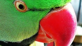 Roseringed parakeet talking to video camera [upl. by Ninaj]