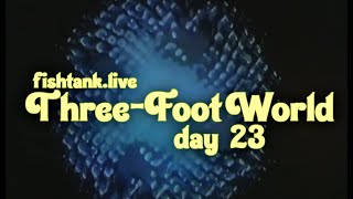 Fishtank Digest Season 2 Day 23 Three Foot World Recap [upl. by Nerad]