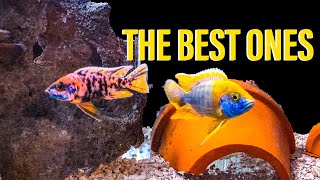 Raising African Cichlids [upl. by Nancy474]