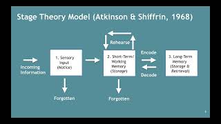 Memory–Atkinson amp Shiffrins Stage Theory Model 252 [upl. by Leanahtan]