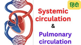 Systemic circulation  pulmonary circulation cardio vascular system  RegisteredNurseRN [upl. by Keenan725]