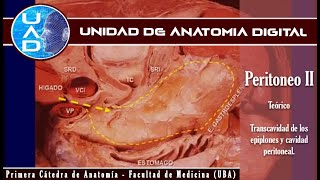 Peritoneo II cavidad peritoneal Y transcavidad  UAD  Primera cátedra de Anatomía  FMed  UBA [upl. by Chilcote]