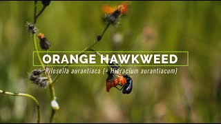 Orange Hawkweed [upl. by Brewster]