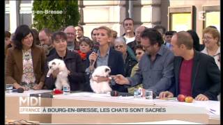 Les Sacrés de Birmanie du MAS LA FONTAINE sur France 3 BIRMANS cats on French TVmpg [upl. by Adlar]