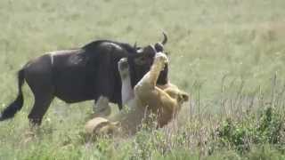 Lioness Kills Wildebeest [upl. by Eatnad757]