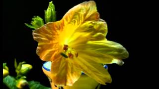 Salpiglossis sinuata Painted tongue blooming [upl. by Scheider]