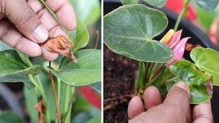 Anthurium plant leaves and flower turning brown [upl. by Moreland]