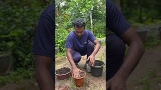 Day 85 waterlily poting method malayalam  waterlily planting video [upl. by Cherida]