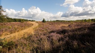 Op wandel in De Maten tussen Diepenbeek en Genk [upl. by Drucill]