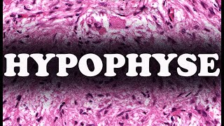 LHYPOPHYSE partie 2  HISTOLOGIE [upl. by Hsirrap]